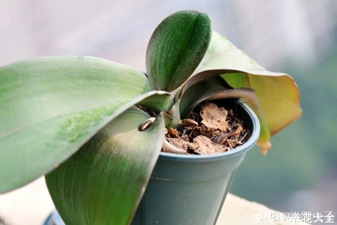 最怕晒的10种花，赶快搬进屋，否则会死掉