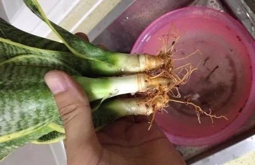 3种花养不好“别放弃”,直接扔水里,10天就生根,比绿萝还好养