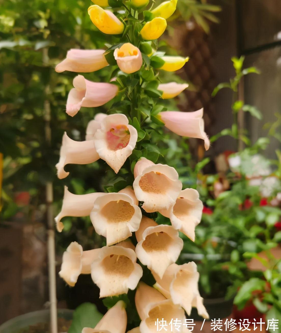 5种“漂亮花”,被名字耽误了一生,花开艳丽,却怕它“不吉利”