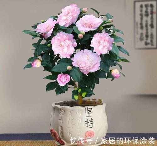 十月不知养啥花?看看这六种,好养又漂亮,可以放心入手