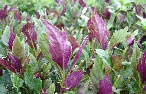 冬病夏治|夏天吃以下3大野菜,个个营养美味,平抑肝火,还补血,了解一下