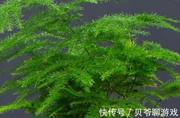 家里光照不足别犯愁,8种耐阴花好养又漂亮,养在家里真气派