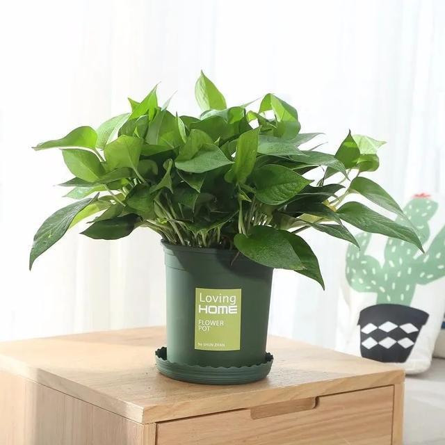 常见的20种有毒花草,有老人、小孩、宠物的家庭千万注意