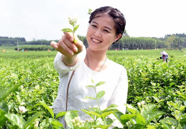 花期|茉莉花的修剪工作分成3个阶段，掌握好修剪技巧，花开满枝头