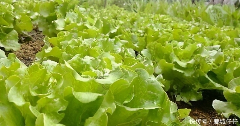莴苣素|农民在种植生菜时,这些原因会使生菜的口感发苦