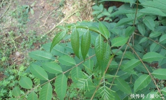 香椿叶|这五种美食还是在农村吃得多，最后一个无可争议，你都吃过吗？