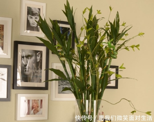 养富贵竹时,把控好5点,枝叶旺盛油绿,根系繁壮生长快!