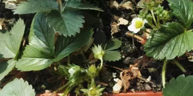 草莓这么贵就别买了,自己种一盆,1招让草莓又大又甜!