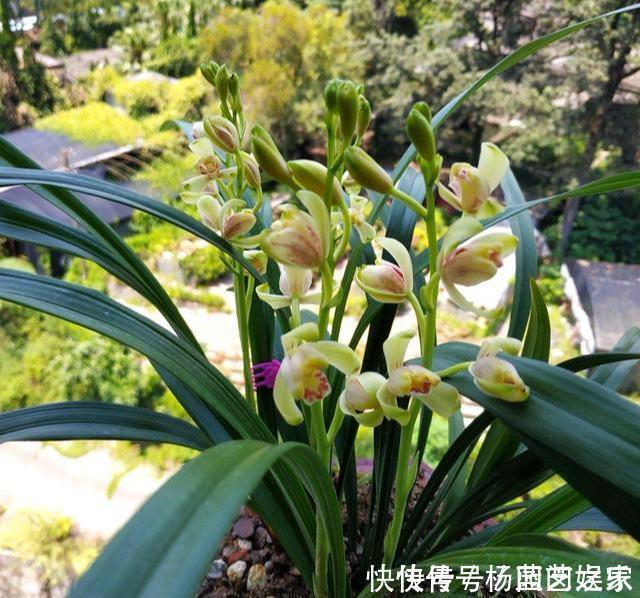 施肥|养兰花“2懒1勤”别守规矩,新芽冒不停,花箭半米高