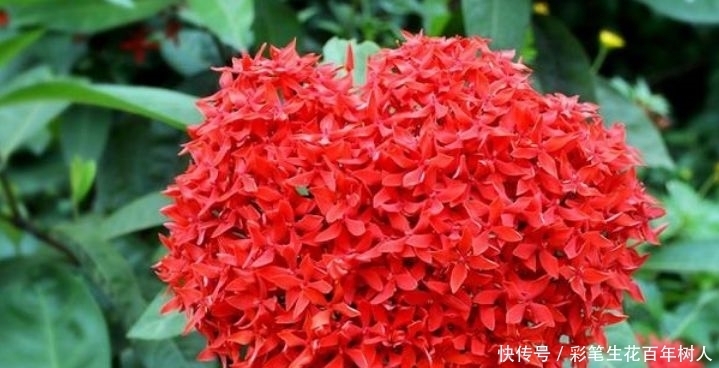 4种花超上瘾的,生命力顽强沾土就活,比兰花还美