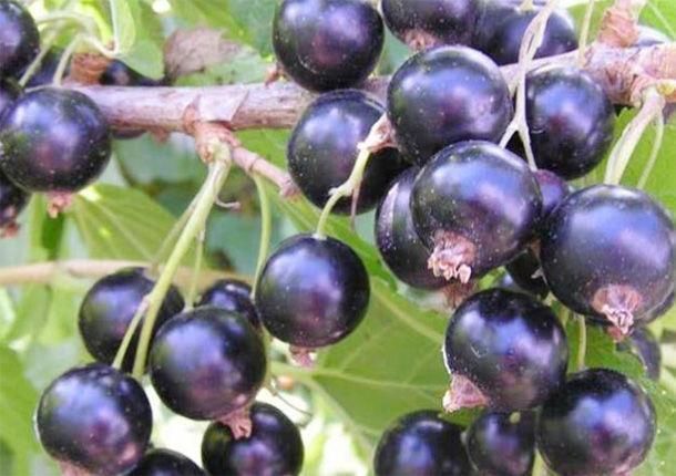 枸杞|男人多吃4种“肾黄金”,比吃枸杞还强,50岁后依旧“肾强腰壮”