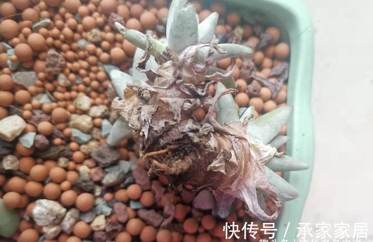 多头群生|秋天正好入手多肉白菊，不过温度超过30度难发根，想养活要讲技巧