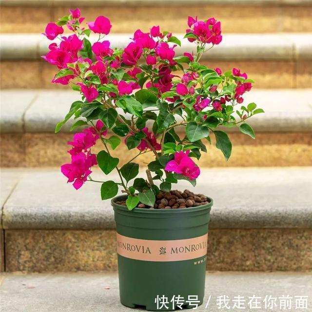 富贵竹|这六种花,个个都爱“喝醋”,隔几天喝一点,嫩叶蹭蹭长不停