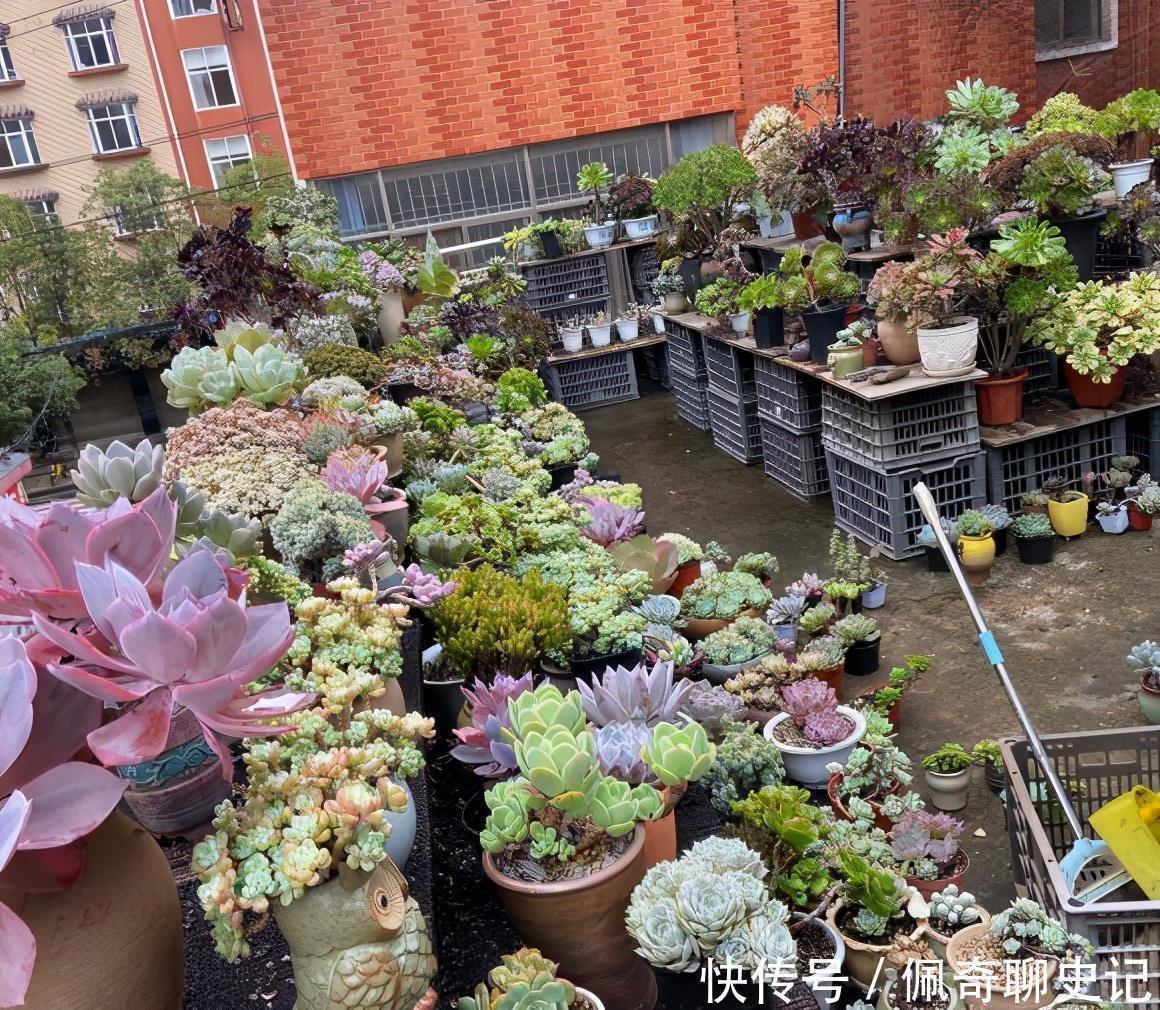 配土|多肉喜“酸”还是喜“碱”?一个配土“小原则”,多肉个个养的棒