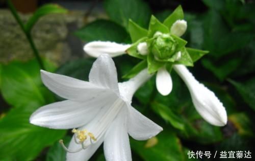 盆栽|此花是中国名花,花叶俱美,香味宜人,好养易活,是盆栽佳品