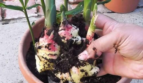 发芽的生姜不吃就盆栽,3个月下崽,秋收多到吃不完