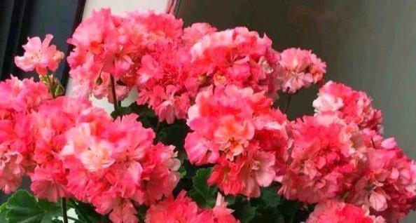 阳台上|养老天竺葵，记住一个“九球队”，将阳台和解2年，邻居都很垂涎欲滴