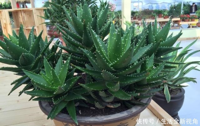 家中养芦荟,做好这“3点”后,新芽蹭蹭往外冒,叶子爆盆观赏强!