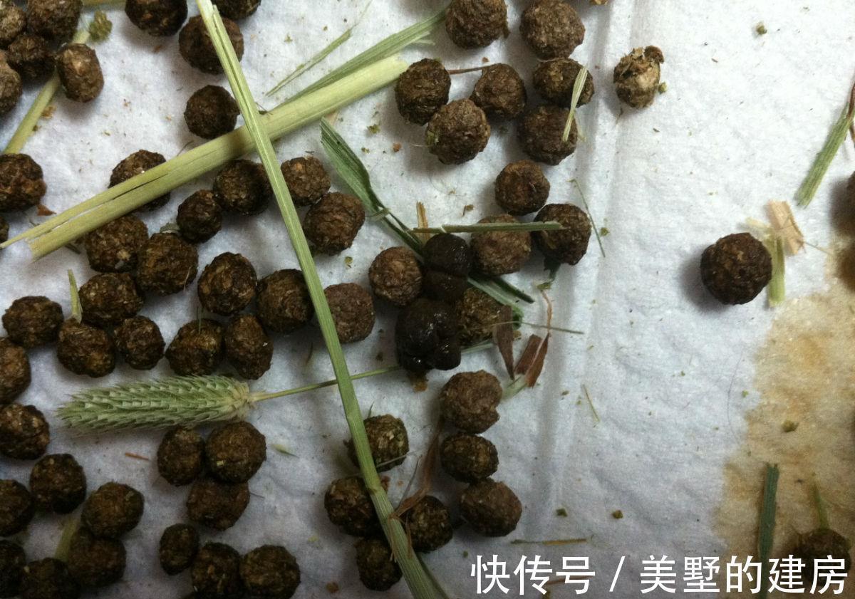 花儿|养花,这些肥能让土壤变的松软透气,更有利于花卉发育生长