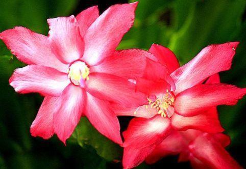 养此几款花卉，好养又漂亮，懒人新手都能养得好