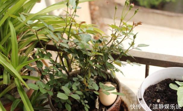 鸡蛋|鸡蛋全身是宝将它们分开用作养花,可让盆栽枝繁叶茂、多开花