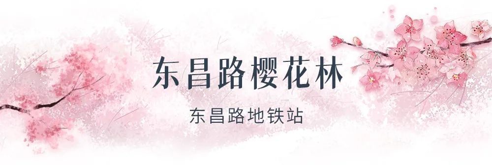 边境|叮咚，你有一份樱花海等待查收