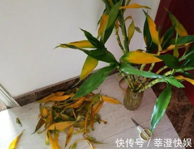 富贵竹咋养都黄叶浇水加点料,绿叶嗖嗖冒,养的节节高!