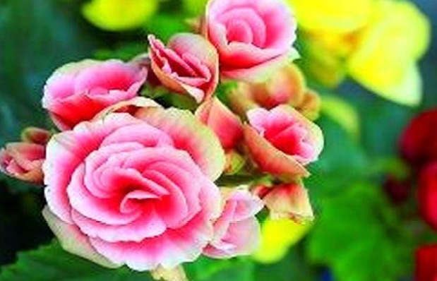 老花农养丽格海棠6年,总结“3妙招”,花开爆盆,一年开10个月