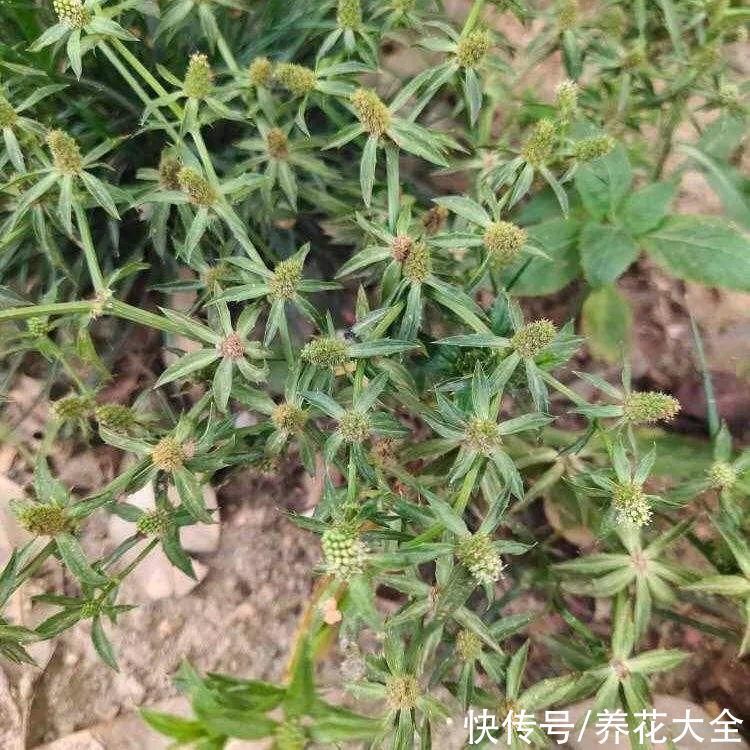 紫茉莉|不能小看入侵植物,看到后要立马拔掉,留着就是祸害