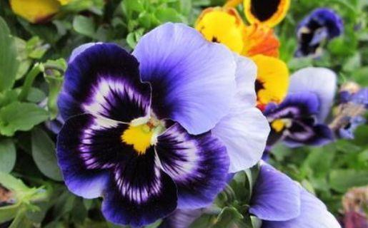 4种花花期超长的,养在家里繁花似锦,清新脱俗