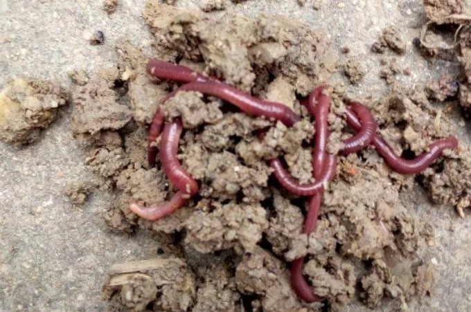 不得不承认:冷天只要有了这“钓法”,大板鲫连竿不在话下!