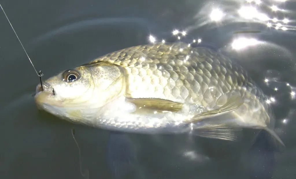 冬至后野钓鲫鱼,老渔民吐露真相,你能否找到鱼决定了能否钓到鱼