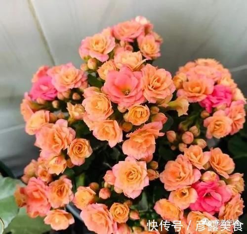 长寿花蟹爪兰还没开花,赶紧加餐,赏花有戏!