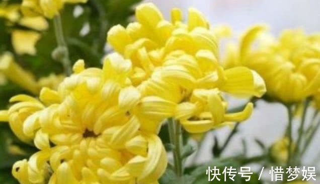 排毒|泡菊花加一宝,每天一杯,排毒抗衰,视力好了,肝也健康!