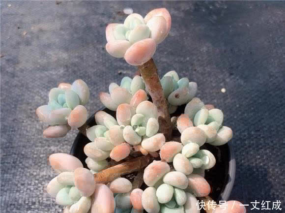 路边的多肉真便宜,1块钱1盆,不要买!买上一堆还不如买1棵