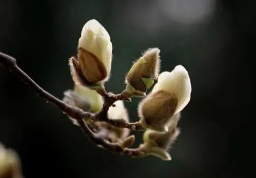 济生方|【鹊华·百家】望春花苞含四季的神奇药物——辛夷