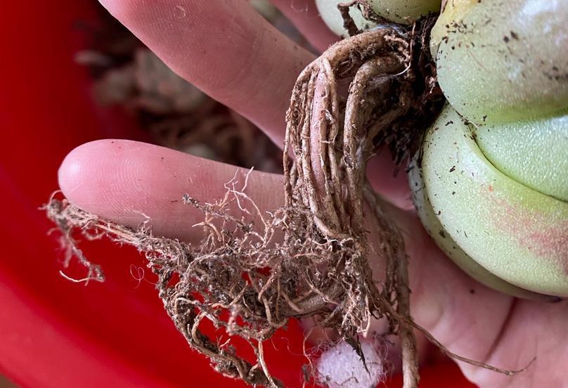 姬胧月|养多肉，若想茎叶肥美，速成老桩，该掌握哪些诀窍？