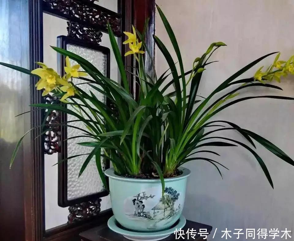 养兰花究竟有多难?听了王姐一番话才知道,原来的养护方法都错了