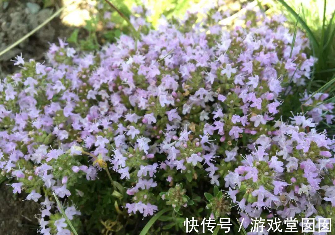 6种香草盆栽,掐个叶子就能吃,味道清香四溢!