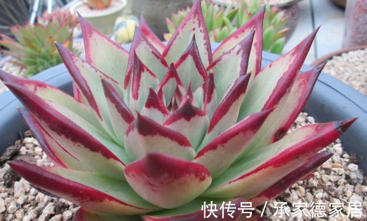 施肥|养多肉植物乌木,掌握住3点,盆栽长势越来越猛,叶肥色艳
