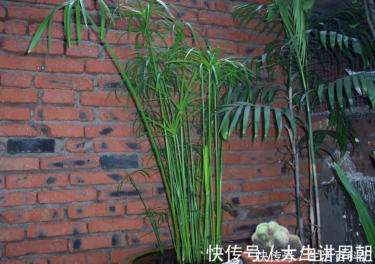 水竹|家里养上5种“竹”,吉祥“好运”,清雅大气,添福又添丁