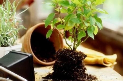 植物|这4种土不能养花,很容易招虫烂根,养啥花都活不久