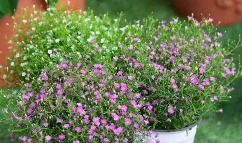 最有仙气的3种花,家里养一盆,开花漂亮花期长,谁养谁喜欢