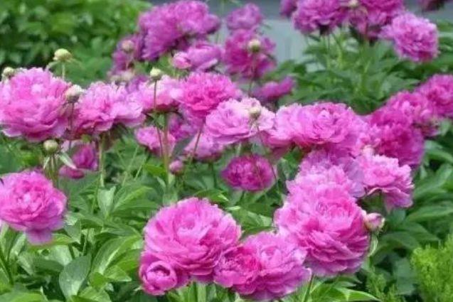 几种花卉谁见了都喜欢,花瓣层层叠叠,惊艳如花球