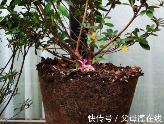 杜鹃花又黄叶了吗，这款杜鹃一年能开100天新手也能轻松养爆盆