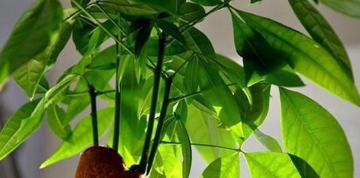 叶片|客厅摆什么盆栽植物好？选择这些准没错！既好看又好养，还能旺财