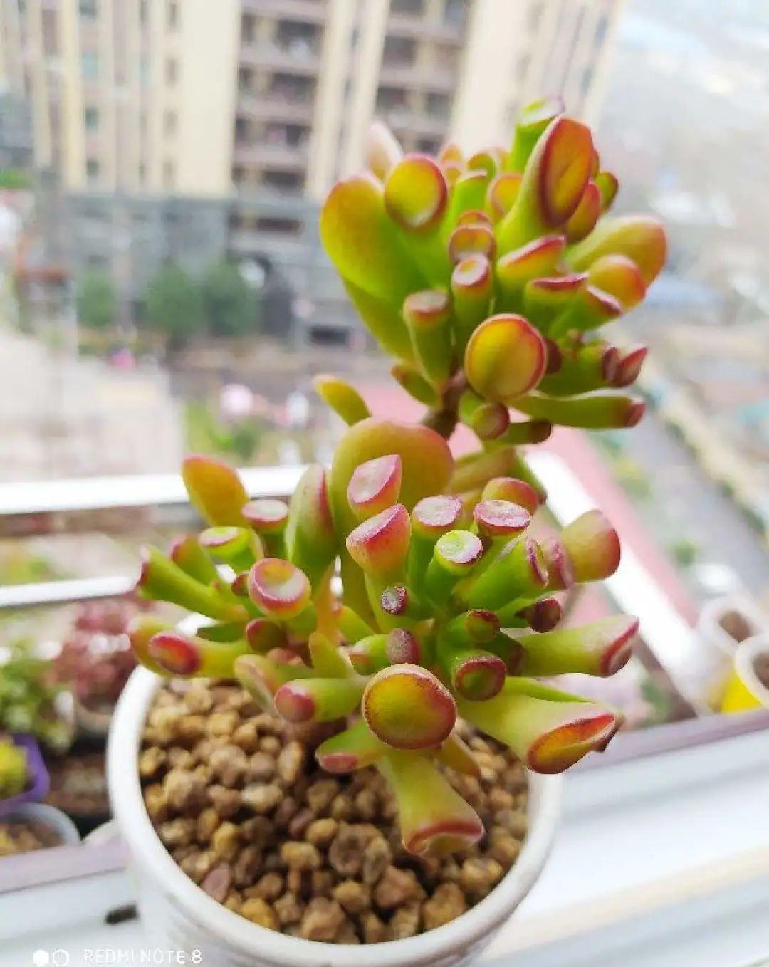 光棍树|养花:6种“丑八怪”,放在家里能镇宅,养的越久越气派