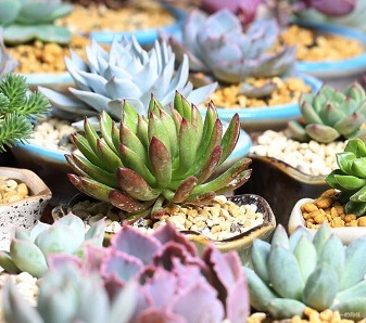 家养多肉有讲究,养花高手给出三个建议,养出老桩太轻松