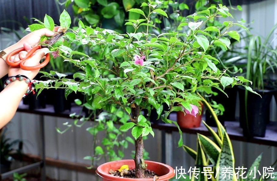 枝条|家里养4种花，秋天给它“剪一剪”，花苞长更多