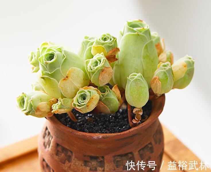 山地玫瑰|此款多肉叶子像玫瑰花，高贵漂亮，满足5点养成老桩，格外讨喜